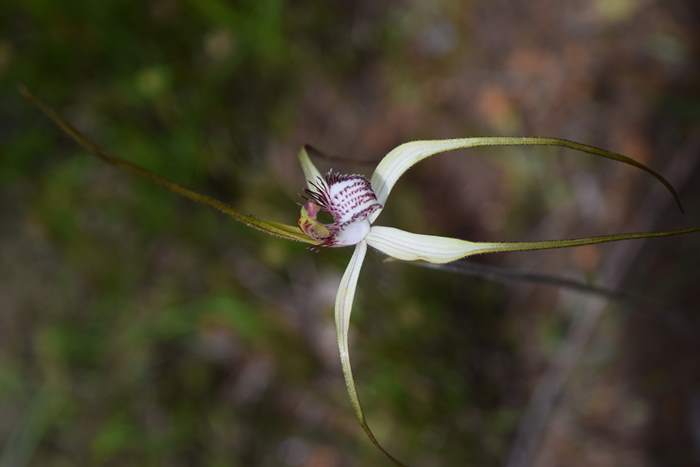 Caladenia - Orchid-spider-0014.JPG